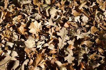 Close up texture background of autumn brown color oak leaves on the ground