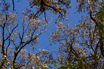 Upward view texture of tree tops in autumn with blue sky background