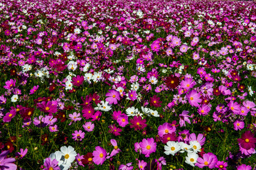 三光のコスモス