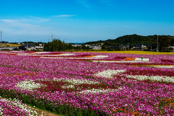 三光のコスモス