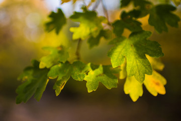 maple leaves on a background of blue sky
