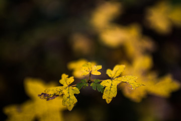 autumn leaves on a background