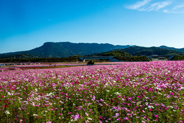 三光のコスモス