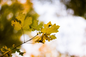 autumn leaves on tree