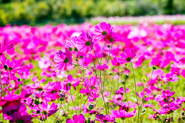 三光のコスモス