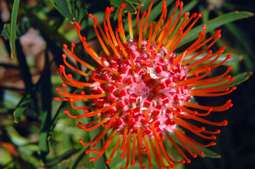 Curling Petals of Pin Cushion Protea