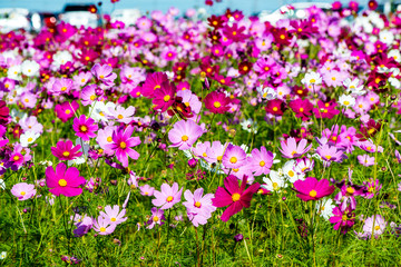 三光のコスモス