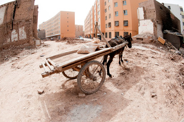 A pulling cart donkey is standing with tied 2 front legs in Xinjiang, China. 