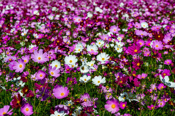 三光のコスモス