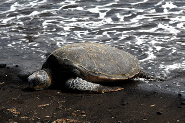 Dozing Sea Turtle