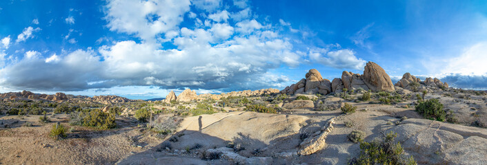 landscape with joshua trees in the desert