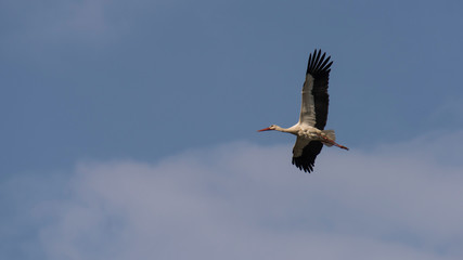 stork in flight
