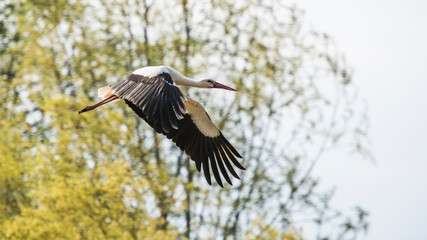 great blue heron in flight