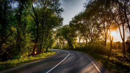 Fototapeta premium road in forest