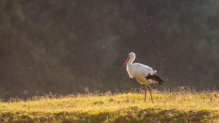 stork in the field