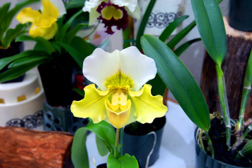Slipper Orchid