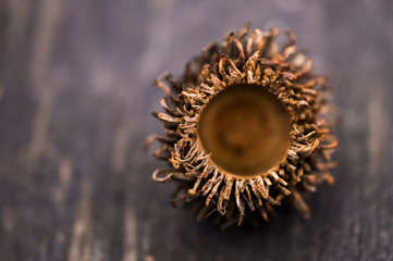 closeup of flower