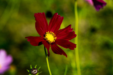 Obraz premium 三光のコスモス