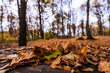 autumn in the forest