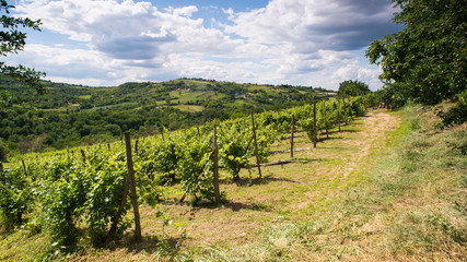 Fototapeta na wymiar vineyard in Serbia 