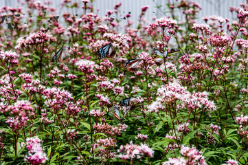 法花寺のアサギマダラ