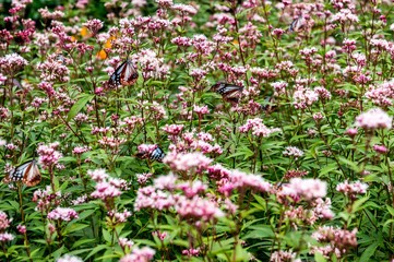 法花寺のアサギマダラ