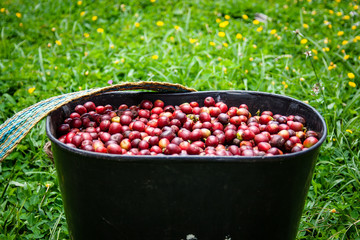 Cafetales en Chinchiná Caldas, café y revisión de el producto en el campo Colombiano Paisaje Cultural CAfetero
