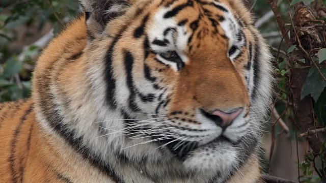 Siberian tiger (Panthera tigris altaica) portrait
