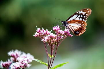 法花寺のアサギマダラ