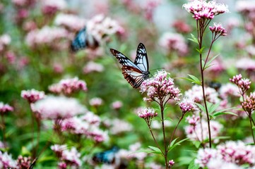 法花寺のアサギマダラ