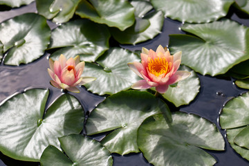 Pink Water Lily Flowers and Lily Pads on Pond