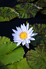 White Water Lily Flower and Lily Pads on Pond