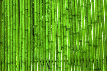 Various bamboo trees with natural colors