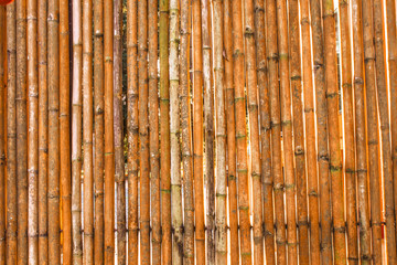 Various bamboo trees with natural colors