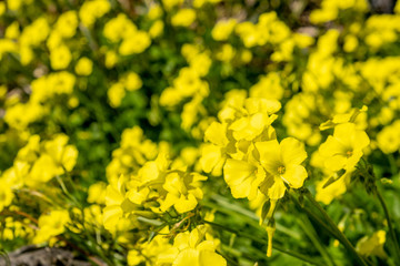 Beautiful yellow flowers in a field under bright sunlight - shallow focus