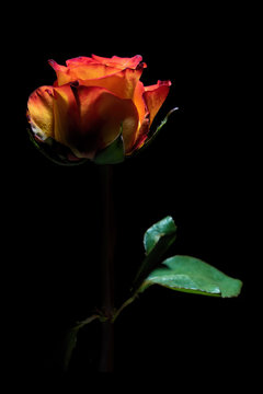 Beautiful glowing red rose on black background - vertical image