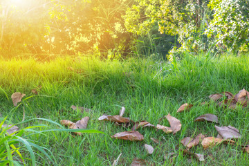 Green grass that is planted completely sunlight