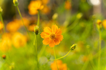 yellow flowers in the field