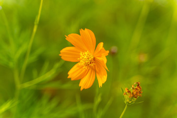 yellow flower