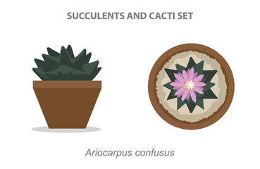 Ariocarpus confusus Succulent and Cacti Set Vector Illustration