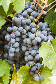 grapes on the vine