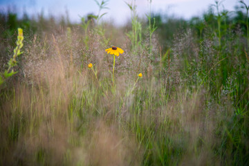 Midwest Native Plants