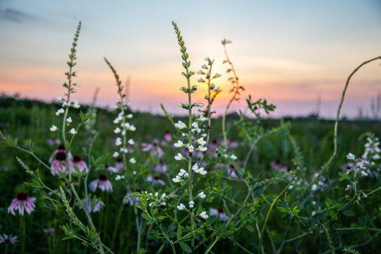 Midwest Native Plants