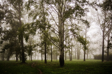 Obraz premium trees in the park