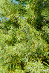 Close up image of the long needles on a pine tree.