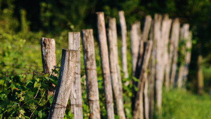 Fototapeta premium wooden fence and grass