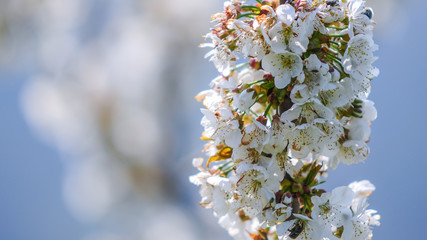 white flowers of a tree in spring