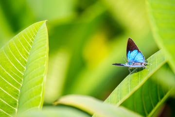 Beautiful blue butterfly sitting on leaf in flower garden. © moccabunny