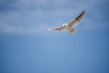 Black Shouldered Kite eyes on prey