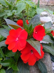 red flowers in garden